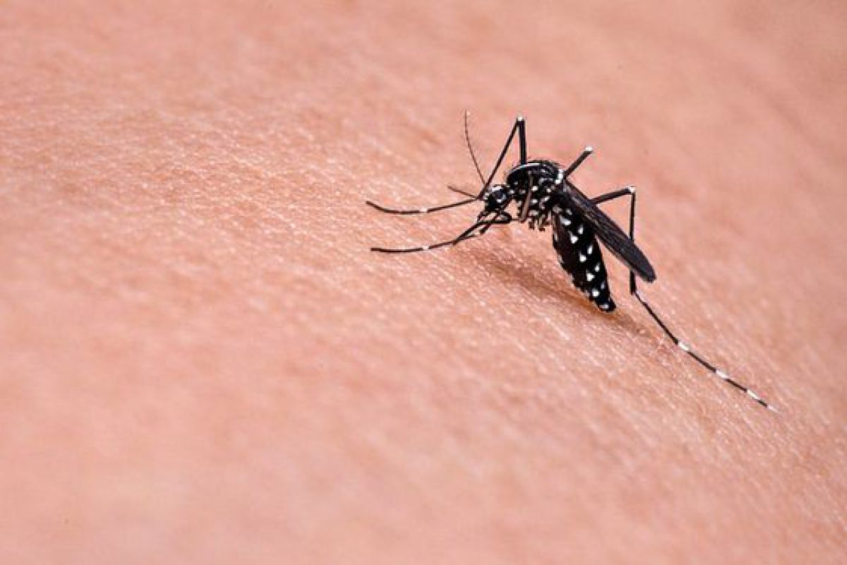 &iquest;Por qu&eacute; los mosquitos pican m&aacute;s a unas personas que a otras? He aqu&iacute; las razones
