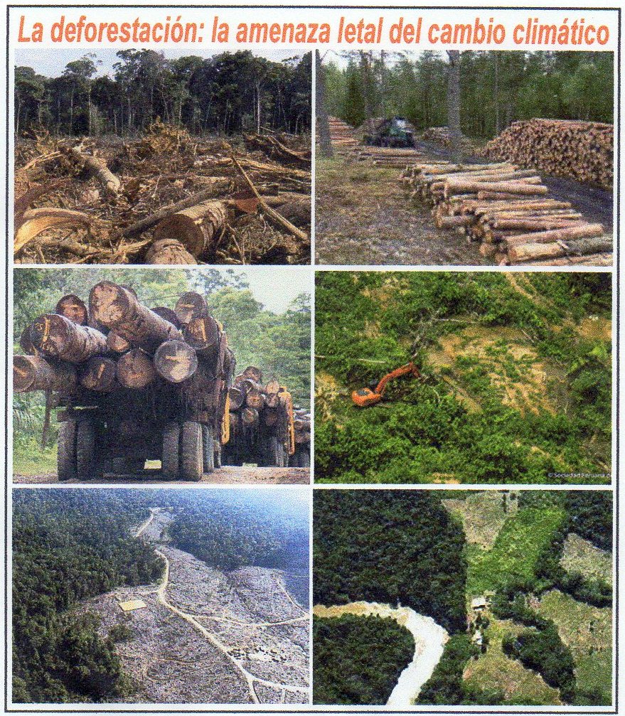  Noruega: el primer pa&iacute;s del mundo en prohibir la deforestaci&oacute;n 