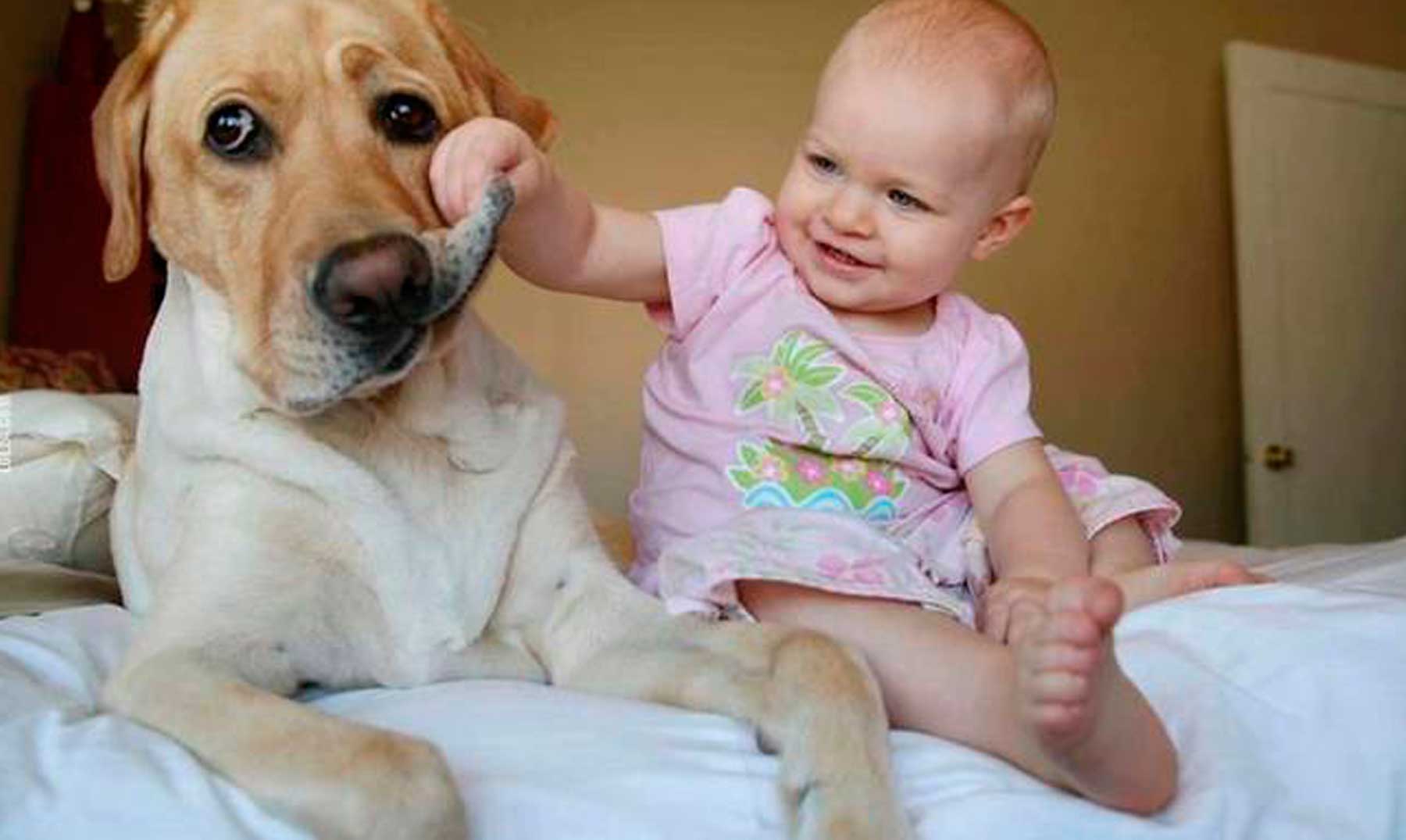 7 cosas que transforman tu casa en una trampa mortal para tu mascota y tu beb&eacute;
