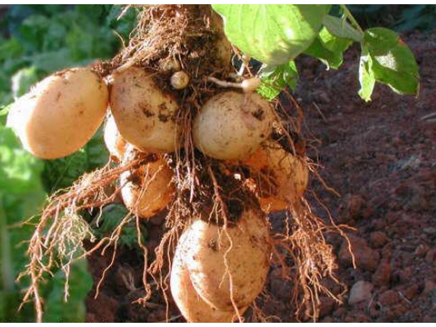 Le sacaron una papa germinada que ten&iacute;a en la vagina