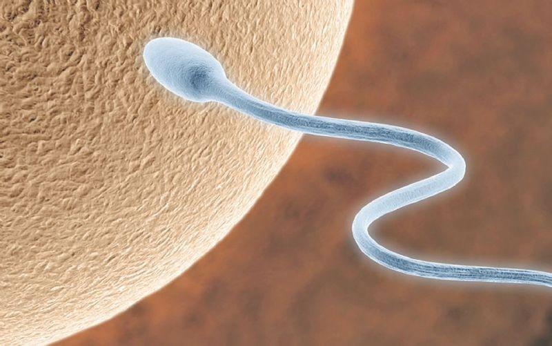 6 cosas asombrosas sobre el pene que quiz&aacute;s no sab&iacute;as