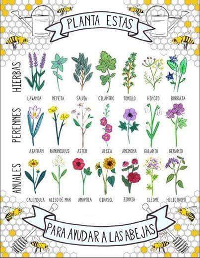sin mas abejas....