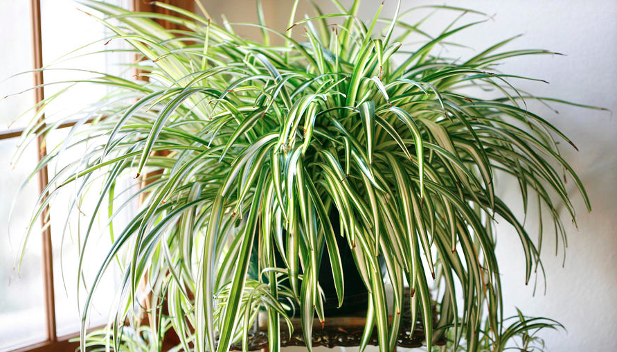 9 plantas caseras que limpian el aire y son casi imposibles de matar