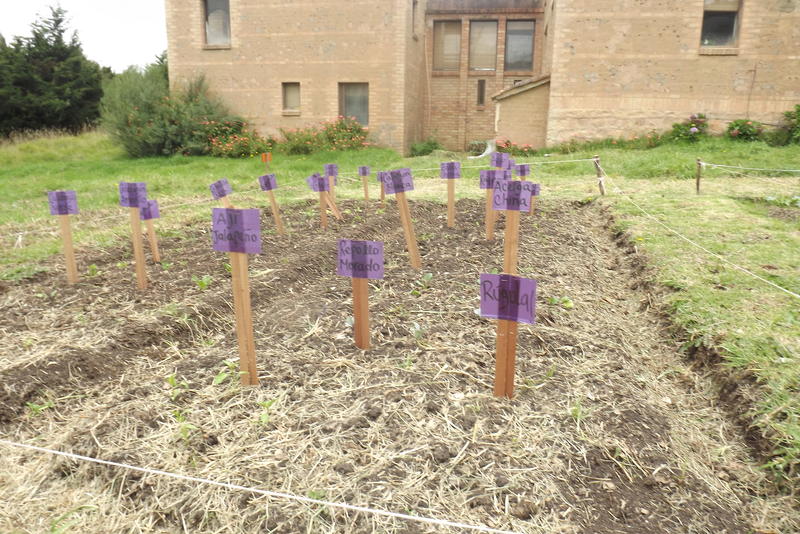 jardines infantiles venga y siembre sus propias huertas ...