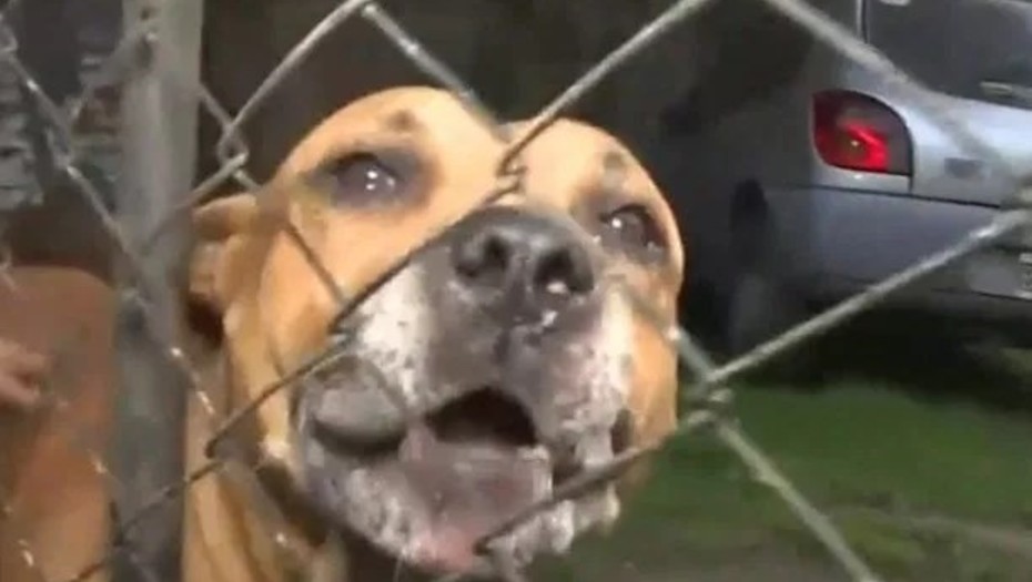 Los pitbull que atacaron a un hombre en Los Polvorines no ser&aacute;n sacrificados