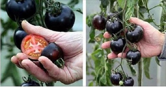 Incre&iacute;ble: Esta planta tambi&eacute;n lucha contra el c&aacute;ncer