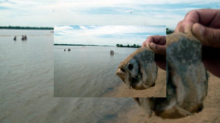 Argentina: invasi&oacute;n de pira&ntilde;as dej&oacute; 60 heridos y una ni&ntilde;a amputada
