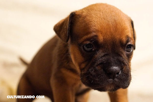 Los perros no s&oacute;lo escuchan lo que decimos, sino tambi&eacute;n c&oacute;mo lo decimos