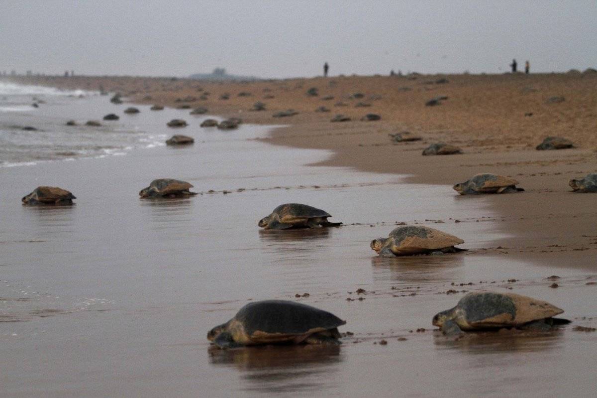 En la India limpian por completo una playa y las tortugas marinas regresan tras 20 a&ntilde;os