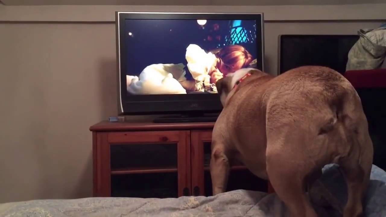 Khaleesi, la bulldog que est&aacute; derritiendo corazones 