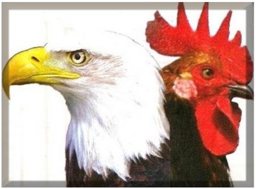 &iquest;&Aacute;guila o Pollo?