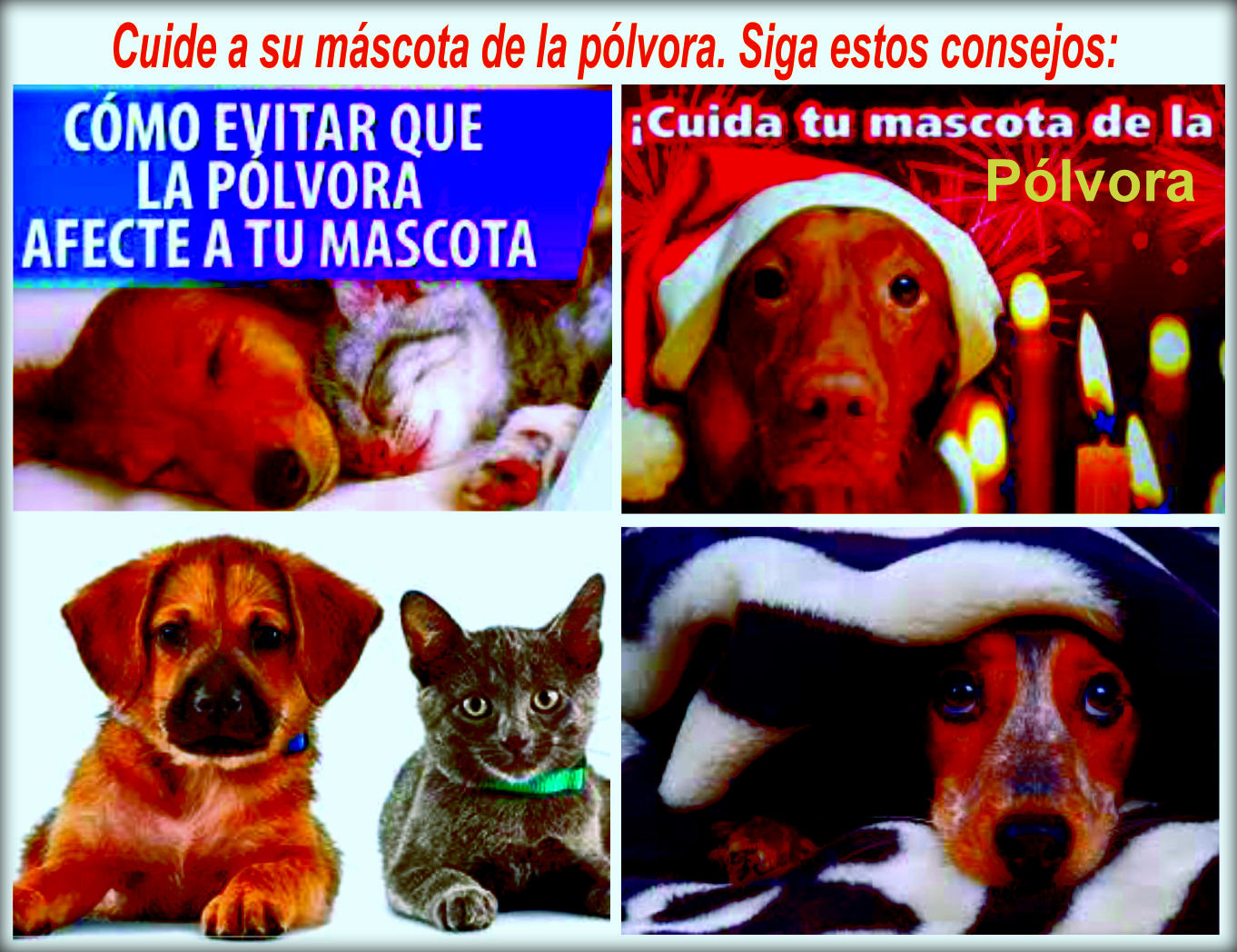  &iquest;C&oacute;mo evitar que tu perro sea una v&iacute;ctima de la p&oacute;lvora?