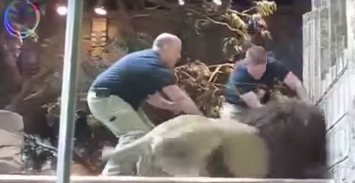 Leona salv&oacute; a un cuidador del ataque de un le&oacute;n (V&Iacute;DEO)