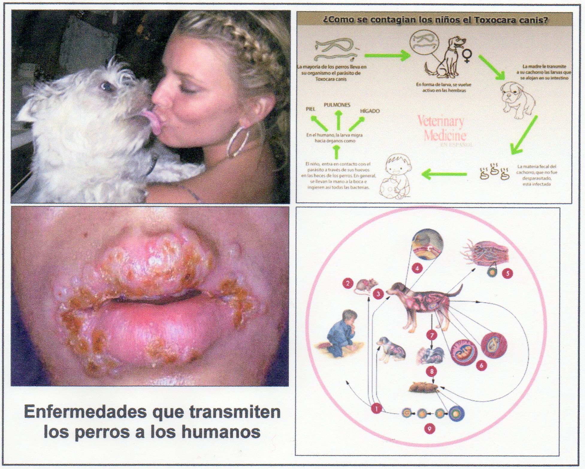 Los animales de compa&ntilde;&iacute;a transmiten al hombre m&aacute;s d&eacute; 300 enfermedades zoon&oacute;ticas