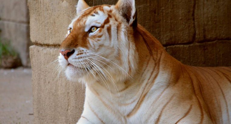 Tigres dorados, informaci&oacute;n b&aacute;sica sobre la especie