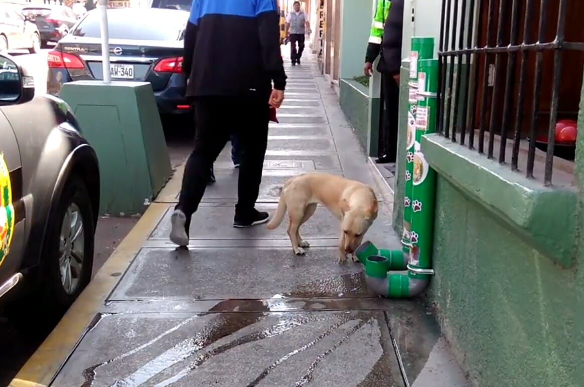 Polic&iacute;a instala dispensadores de comida y agua para perros abandonados en Per&uacute; 
