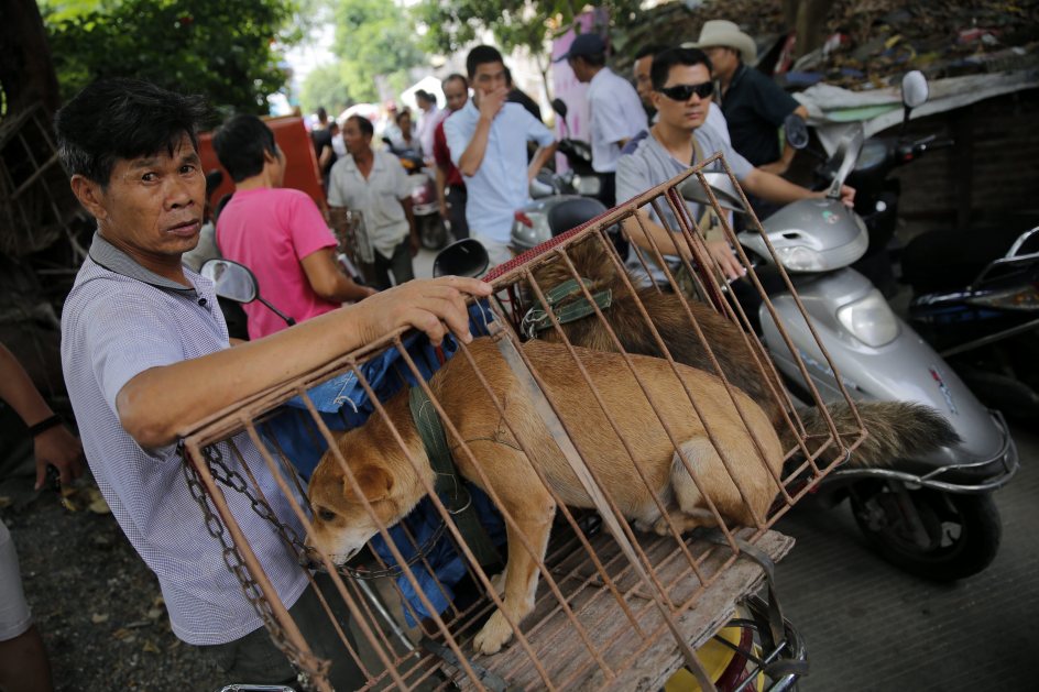 Proh&iacute;ben venta y consumo de carne de perro en pol&eacute;mico festival de China