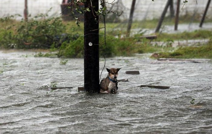 Las mascotas: indefensas ante Harvey
