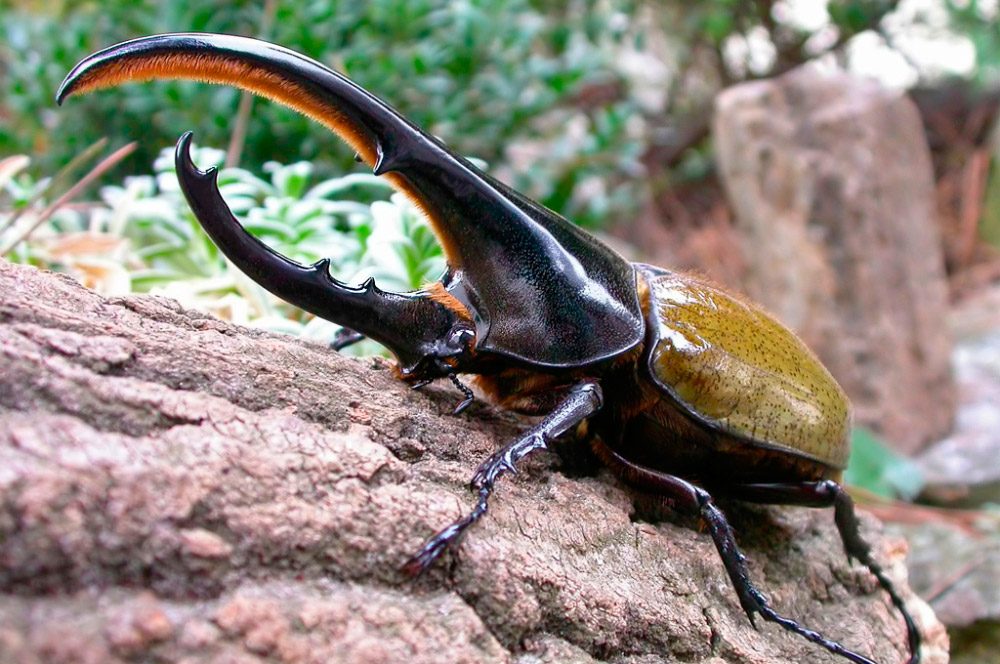 Los 10 insectos m&aacute;s grandes del mundo