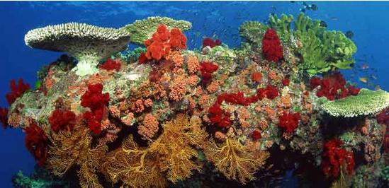 Prote&iacute;na en coral australiano bloquea el VIH 
