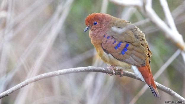 La inesperada y emocionante reaparici&oacute;n de un p&aacute;jaro de ojos azules 75 a&ntilde;os despu&eacute;s: