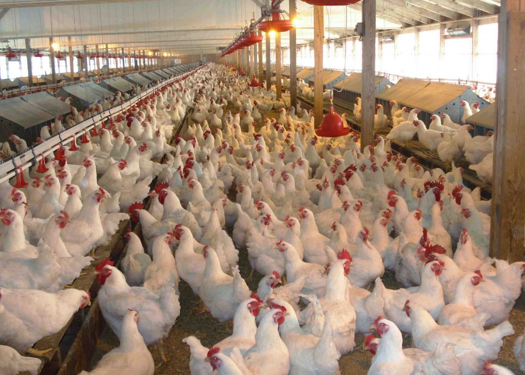 La FDA finalmente admite que el pollo contiene ars&eacute;nico que causa c&aacute;ncer