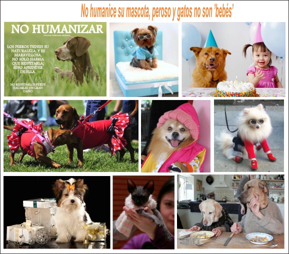 No humanice a su mascota, son perros y gatos, no beb&eacute;s