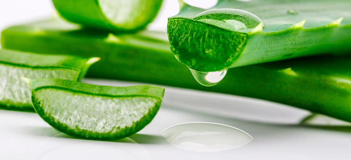 Aloe vera: un aliado de la salud capilar