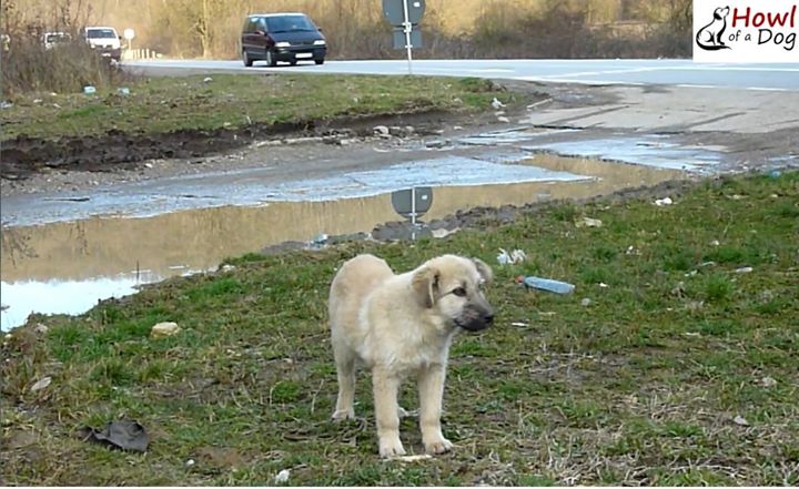 Rescuers Save Puppy Who Was Abandoned On A Busy Roadside