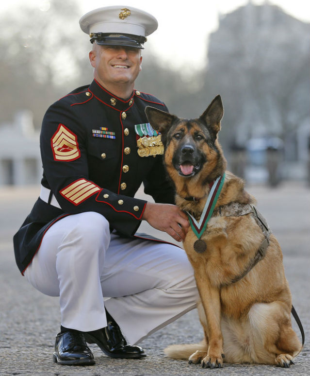  Military Hero Dog Who Lost Her Leg In Bomb Blast Receives Medal For Service