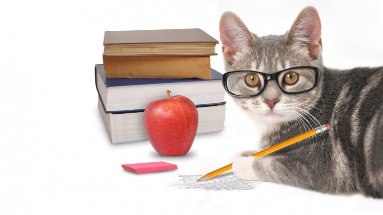 Qui&eacute;nes son m&aacute;s inteligentes: &iquest;los due&ntilde;os de perros o de gatos?