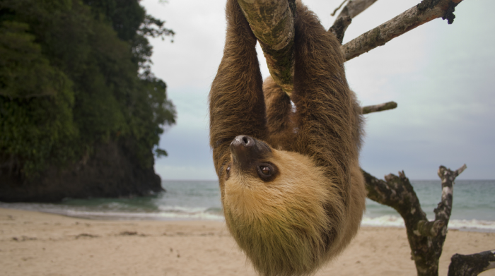 Costa Rica cerrar&aacute; todos los zool&oacute;gicos y liberar&aacute; a cada animal cautivo