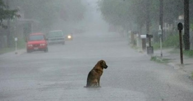 Espa&ntilde;a multar&aacute; con 30.000     a las personas que abandonen a un perro