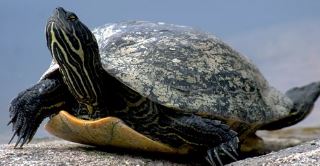 &iquest;Adoptamos una tortuga de agua? Lo que debes saber