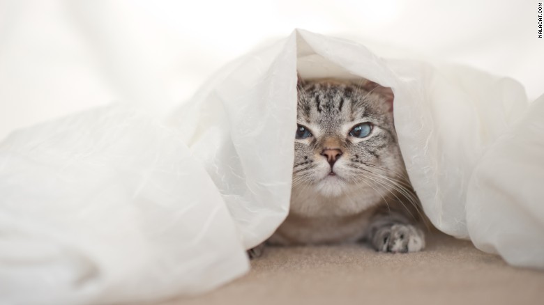 Watching cute cat videos is instinctive and good for you