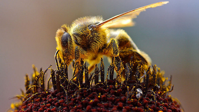 Abejas y su desaparici&oacute;n 