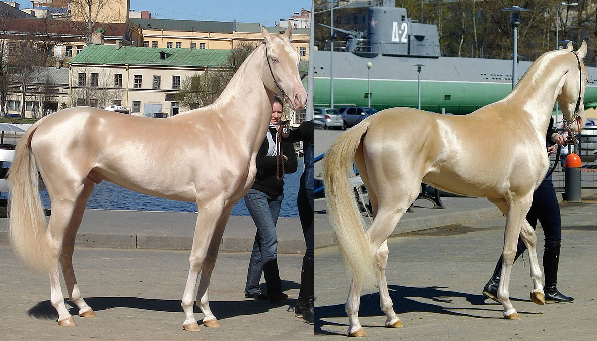 AKHAL TEKE EL CABALLO MAS HERMOSO DEL MUNDO