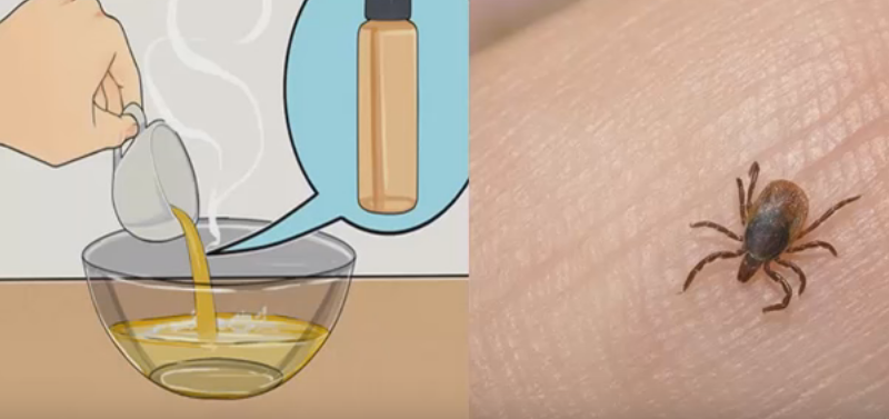 Remedio eficaz para eliminar pulgas y garrapatas &iexcl;no dejes de probarlo!