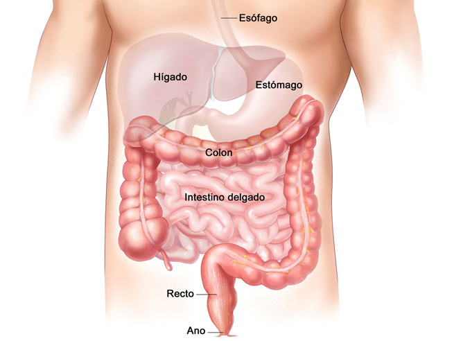 Qu&eacute; comer para tener un intestino sano