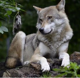 Los lobos
