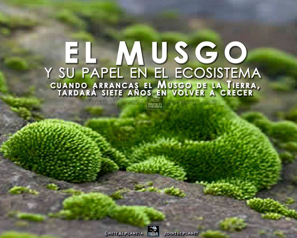  &iquest;Sab&iacute;as que cuando arrancas el "musgo" de la tierra lastimas el ecosistema?
