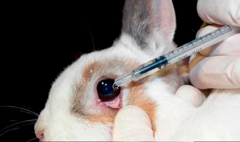 Experimentos con animales: afirman que los testeos ya trascienden la industria cosm&eacute;tica y medicinal