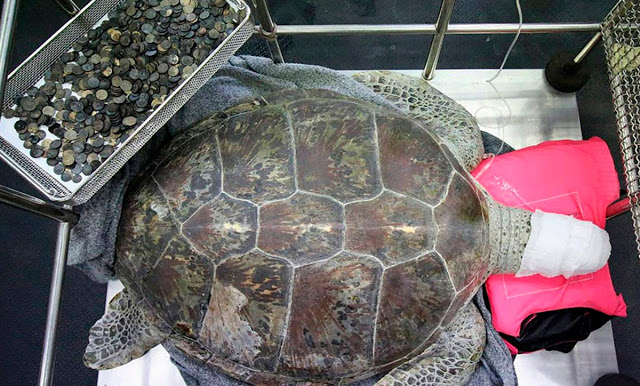 Esta tortuga fue operada de emergencia...lo que los veterinarios descubrieron los indign&oacute;