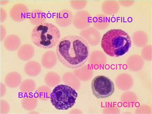  Leucocitos altos, qu&eacute; significan en la sangre