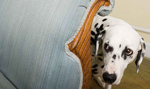 Recomiendan sedar a mascotas para evitar da&ntilde;os generados por fuegos artificiales