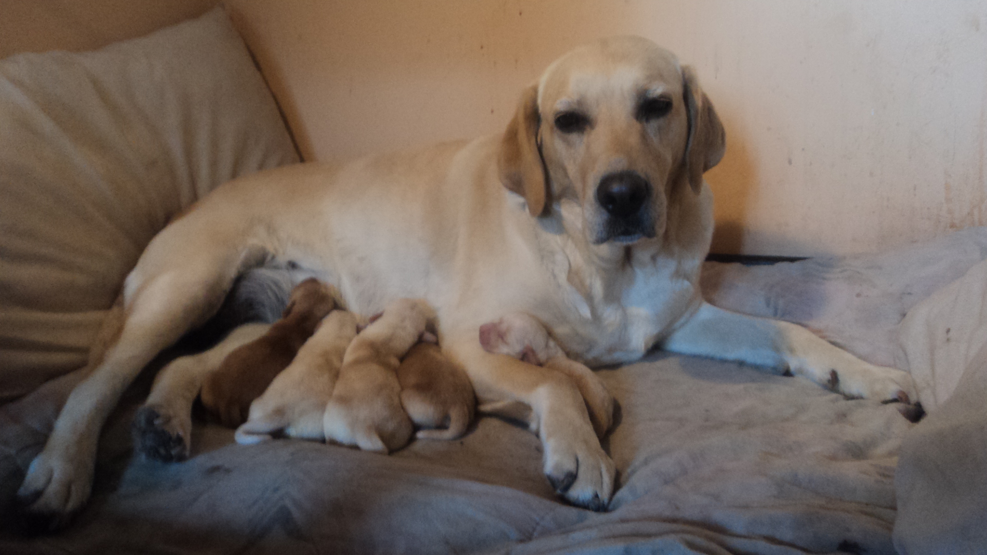 MIS PERITOS HIJOS DE DUQUE Y MILEY PADILLA