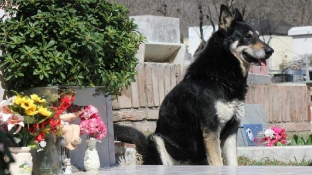 Muri&oacute; Capit&aacute;n, el perro m&aacute;s fiel del mundo