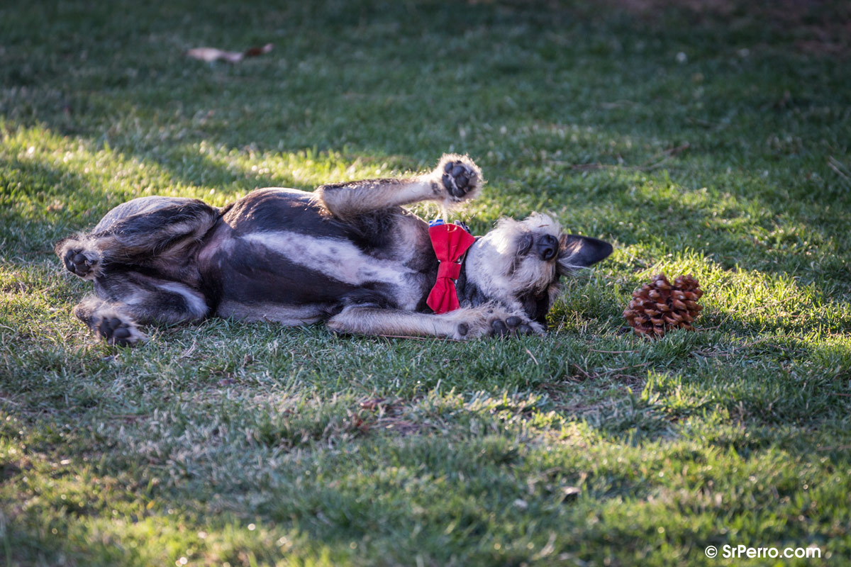 Esta es la raz&oacute;n por la que los perros fingen estar muertos