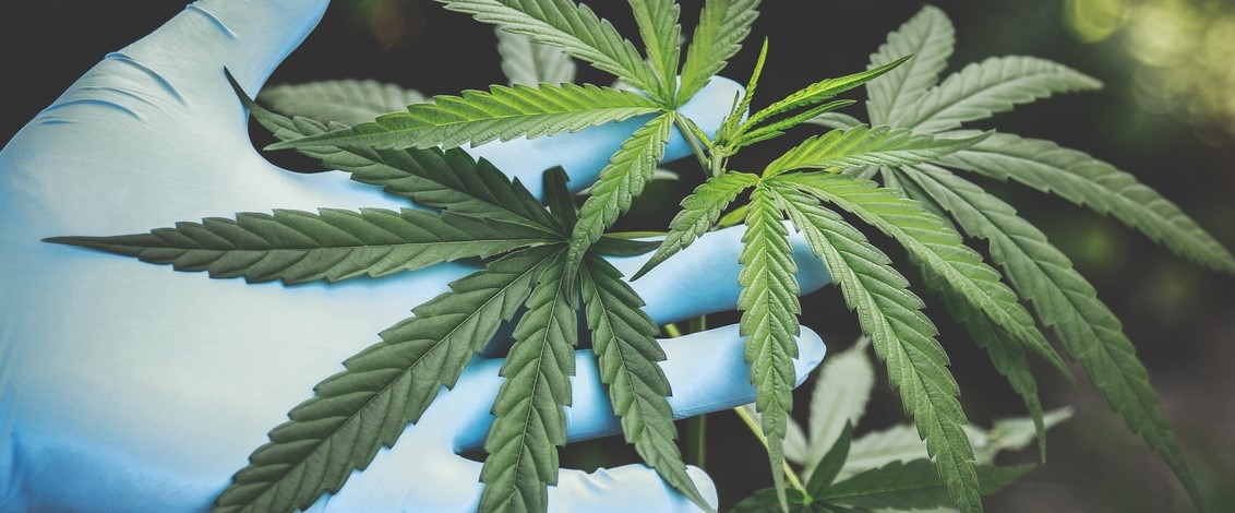 Semillas de cannabis: &iquest;es legal comprar en Espa&ntilde;a?