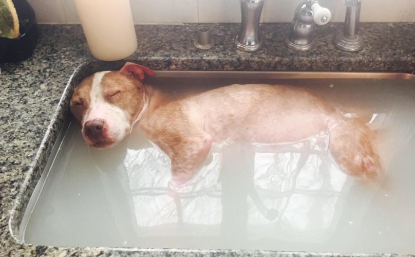 Here   s The Glaring Truth Everyone Missed About The Viral Dog In A Bath Video